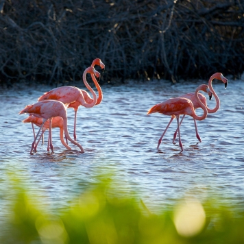 Get to know Celestun, Yucatan, Mexico